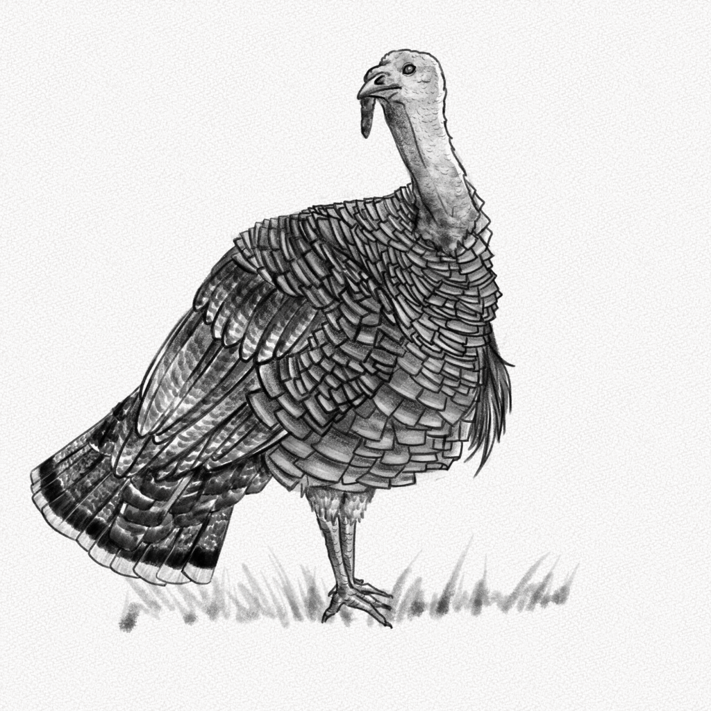 How To Draw A Turkey  StepbyStep Tutorial  Artlex