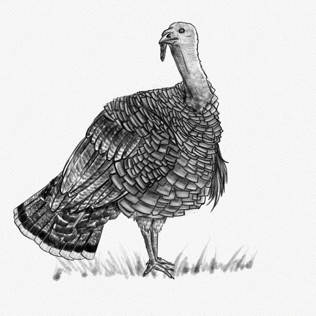 how to draw a turkey step by step