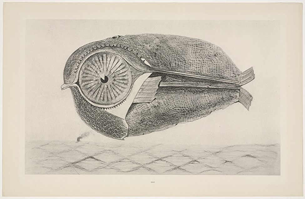Max Ernst, THE FUGITIVE FROM NATURAL HISTORY, published 1926. One from a portfolio of 34 collotypes after frottage, composition: 25.7 × 42.3 cm; sheet: 32.3 × 49.8 cm - The Museum of Modern Art, New York (MoMA) 