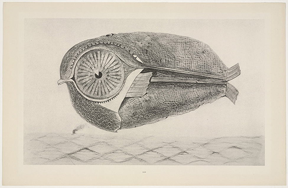 Max Ernst, THE FUGITIVE FROM NATURAL HISTORY, published 1926. One from a portfolio of 34 collotypes after frottage, composition: 25.7 × 42.3 cm; sheet: 32.3 × 49.8 cm - The Museum of Modern Art, New York (MoMA)