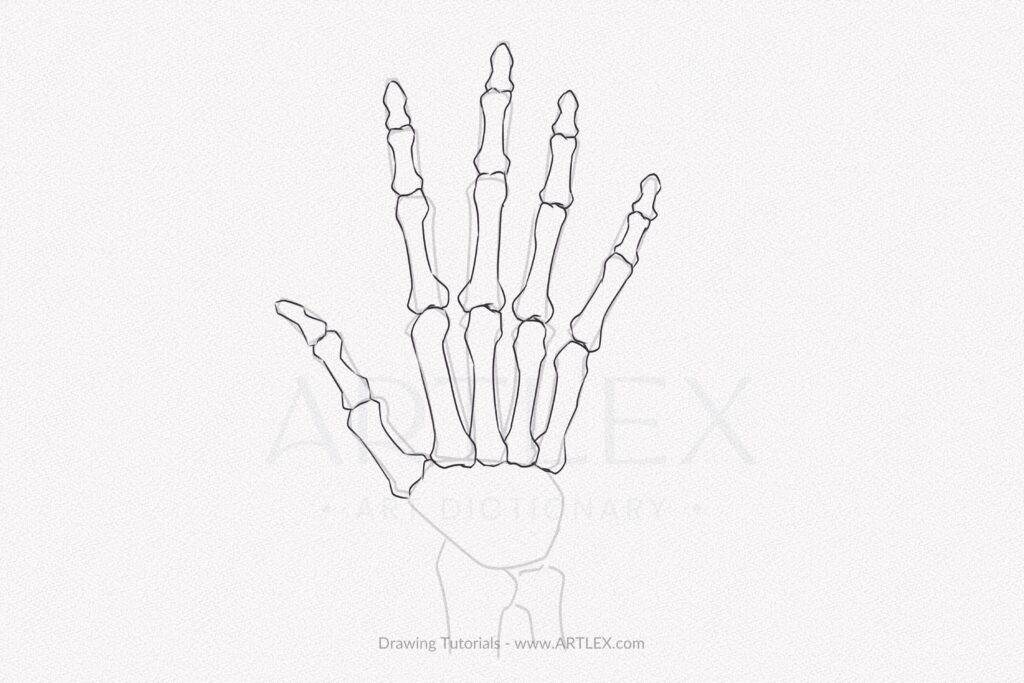 skeleton hand  Skeleton drawings, Bone drawing, Sketchbook art inspiration