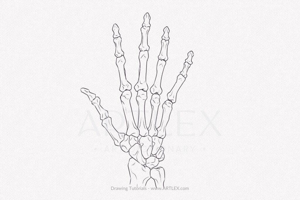 skeleton hand  Skeleton drawings, Bone drawing, Sketchbook art