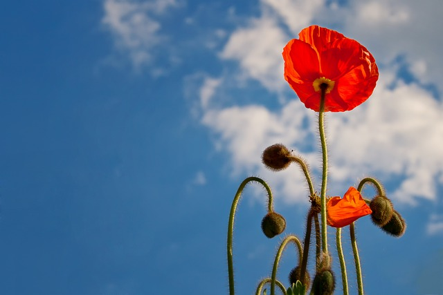 Orange Flower on Blue Sky Background