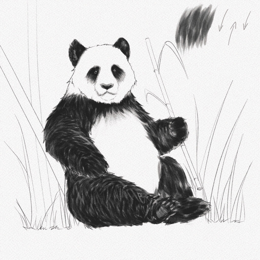 how to draw a panda