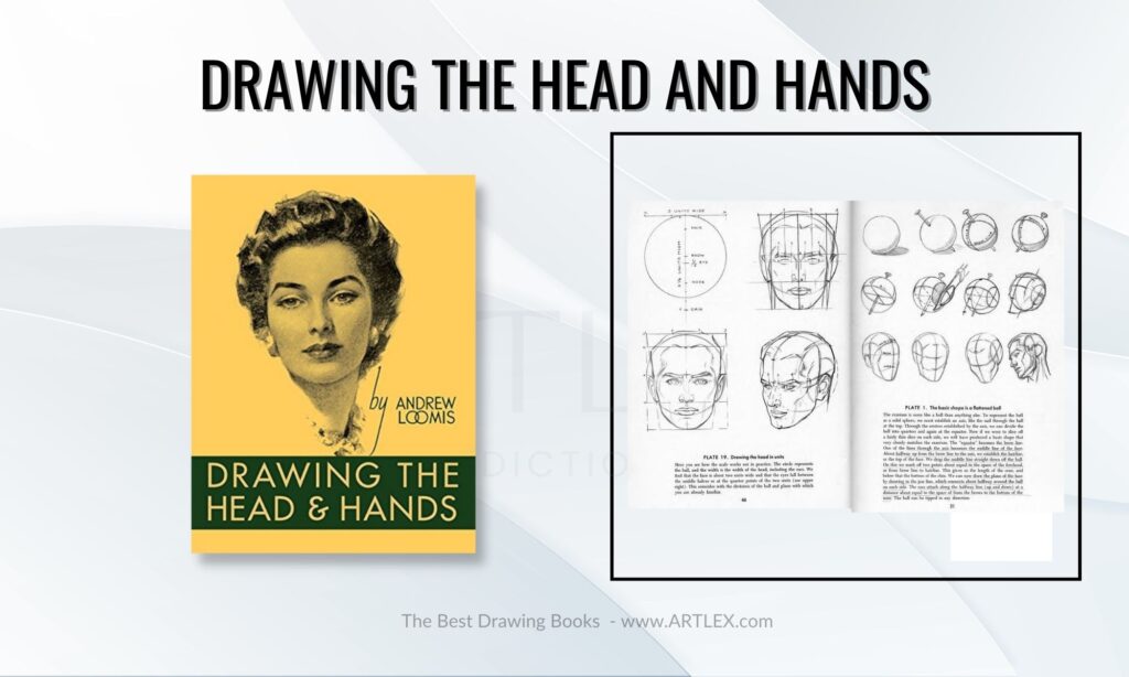 drawing the head and hands