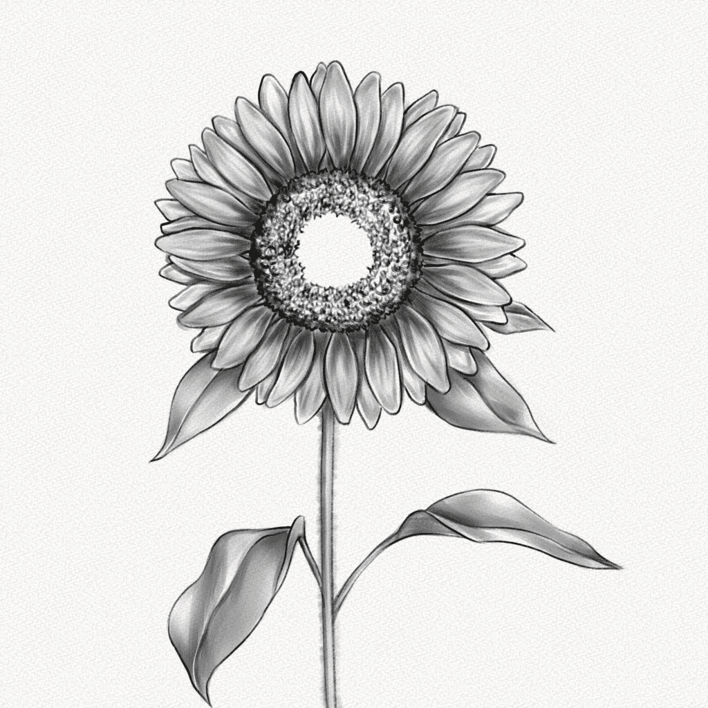 how to draw a sunflower