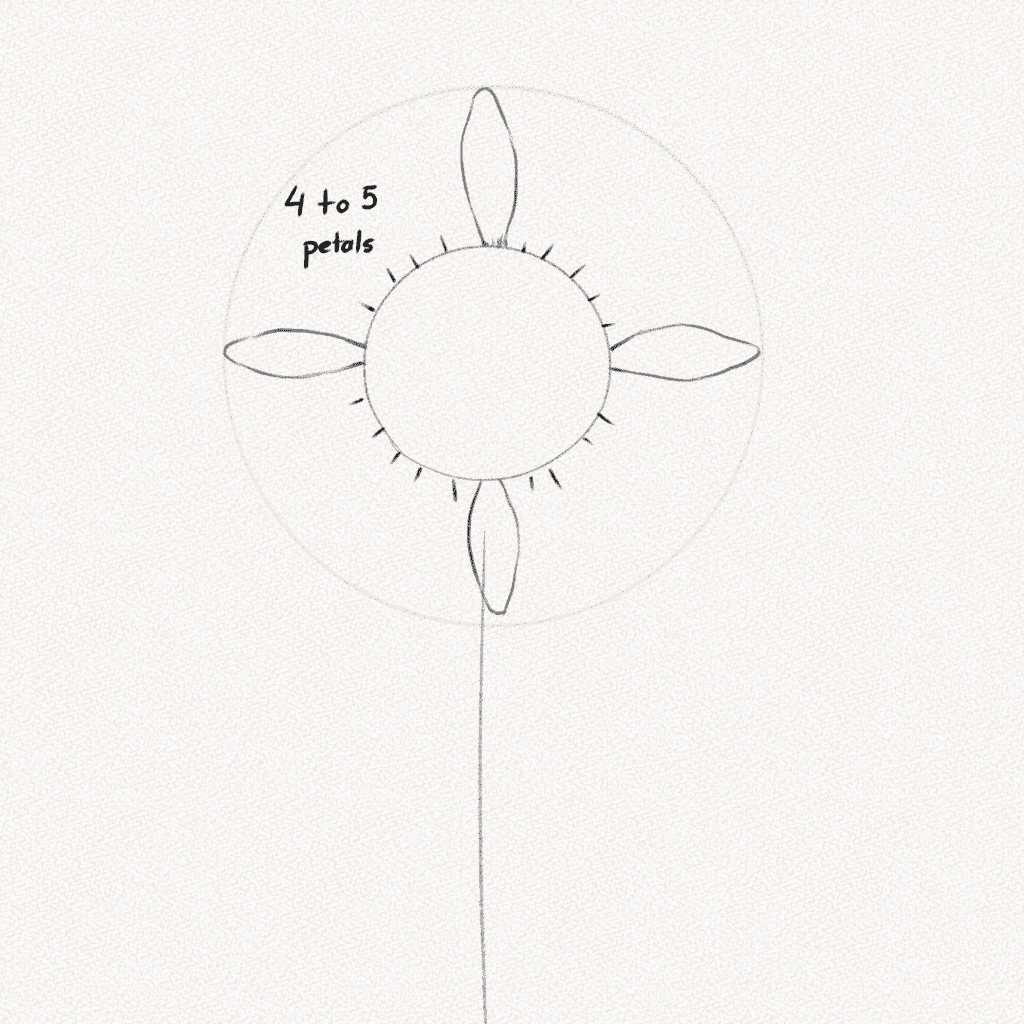 how to draw a sunflower