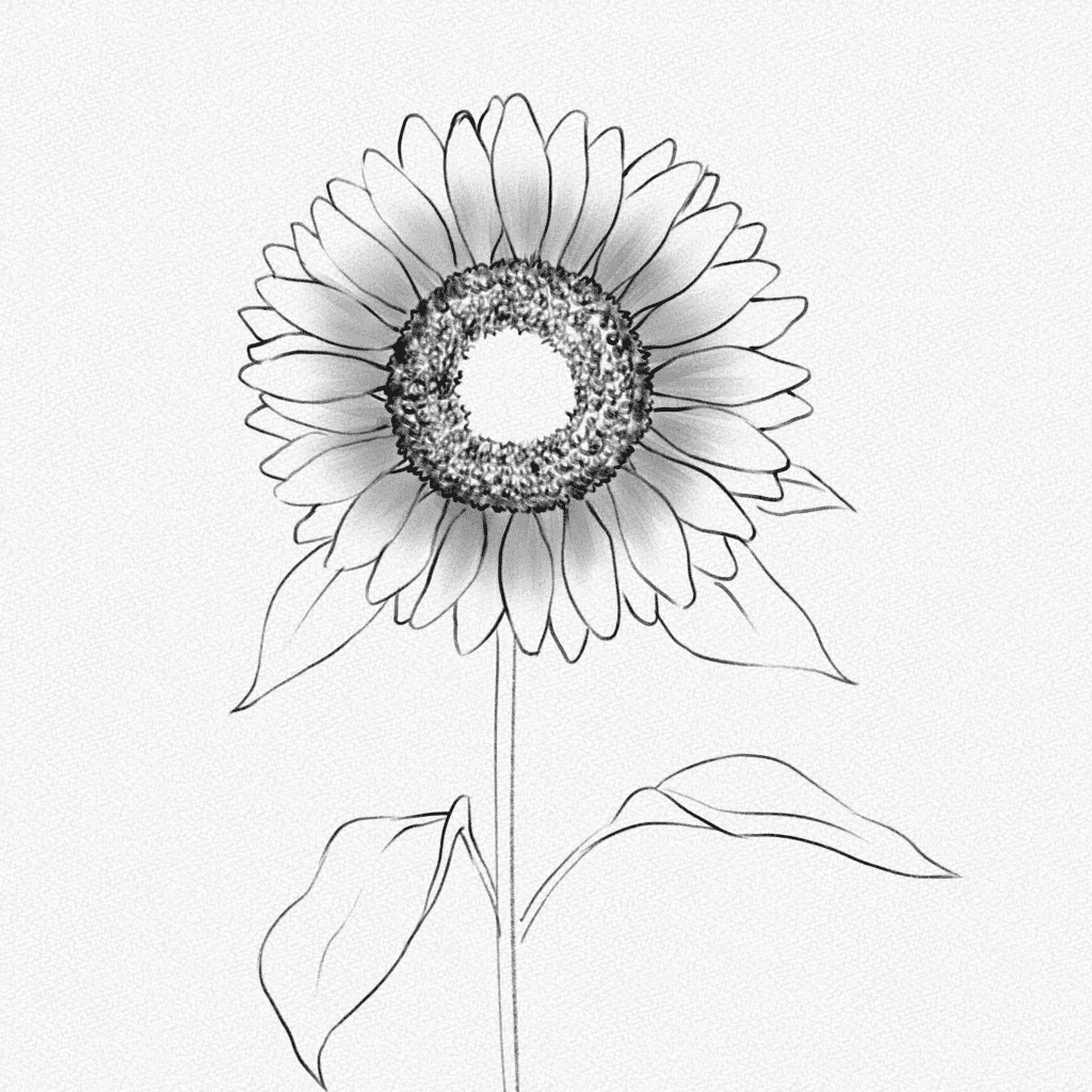 how to draw a sunflower