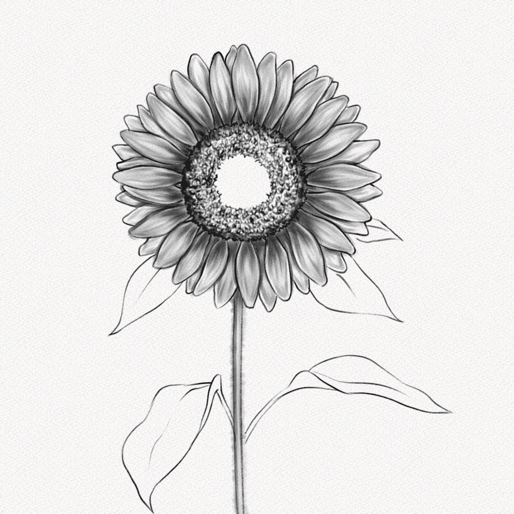 how to draw a sunflower