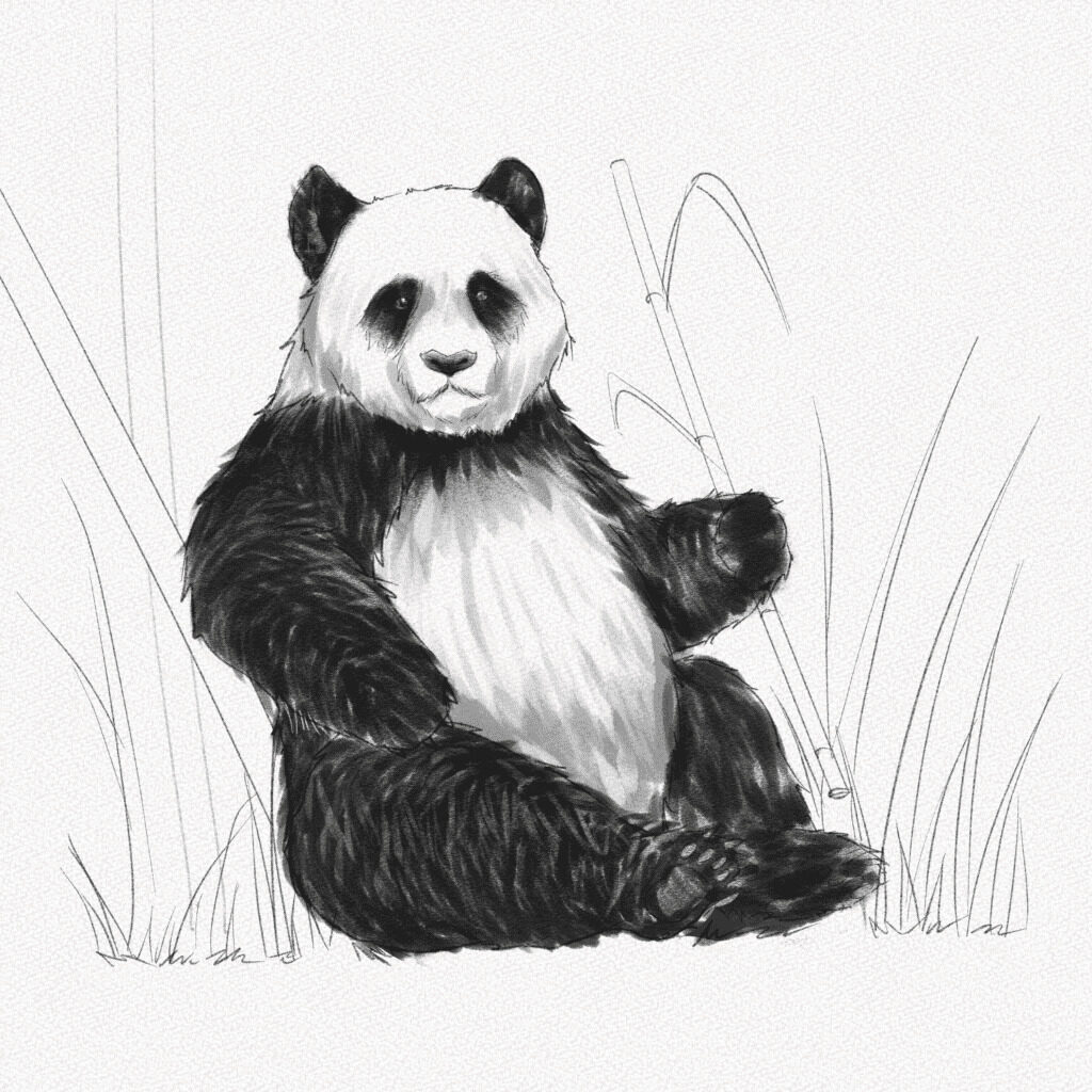 how to draw a panda