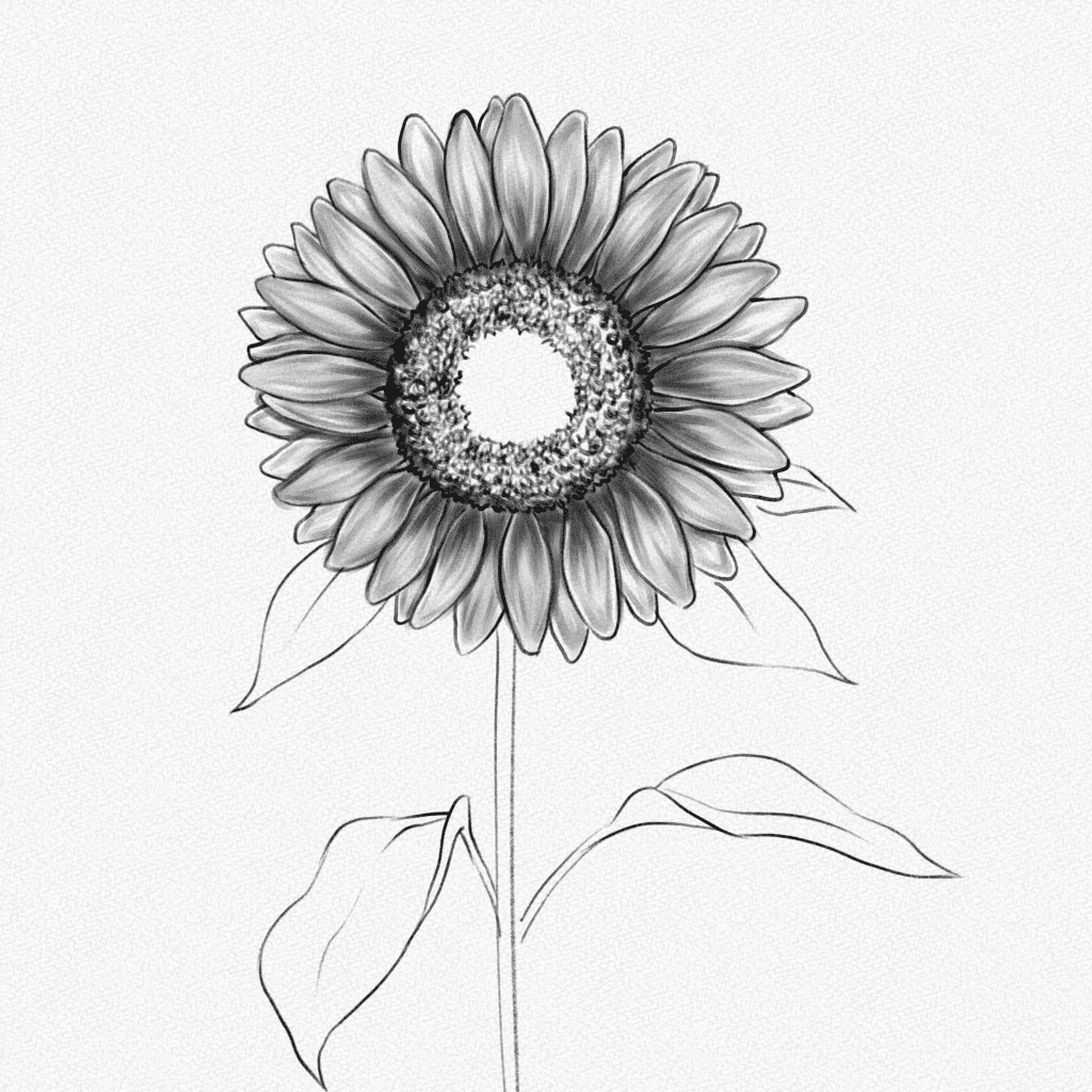 How to Draw a Sunflower  Creating a Realistic Sunflower Sketch