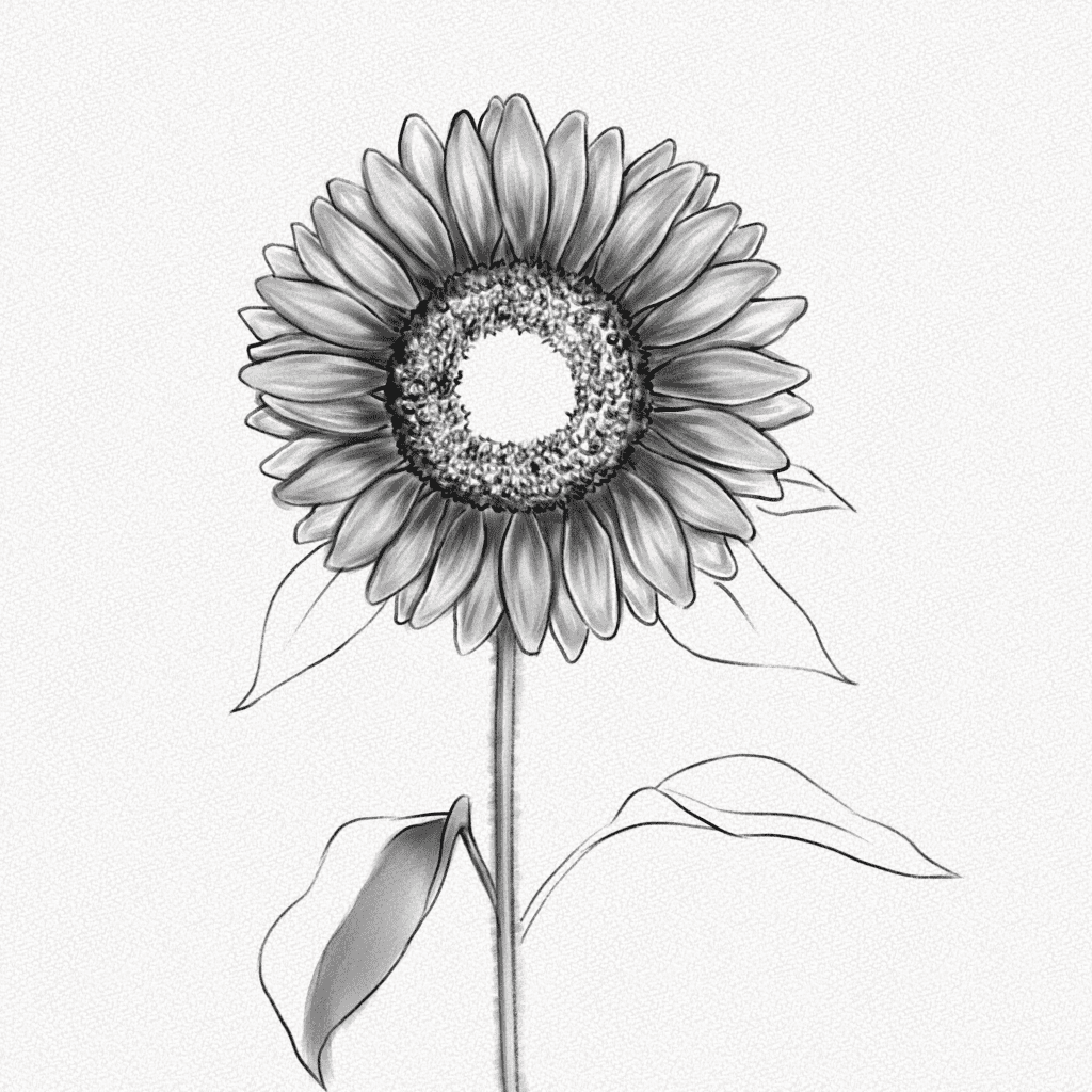 how to draw a sunflower