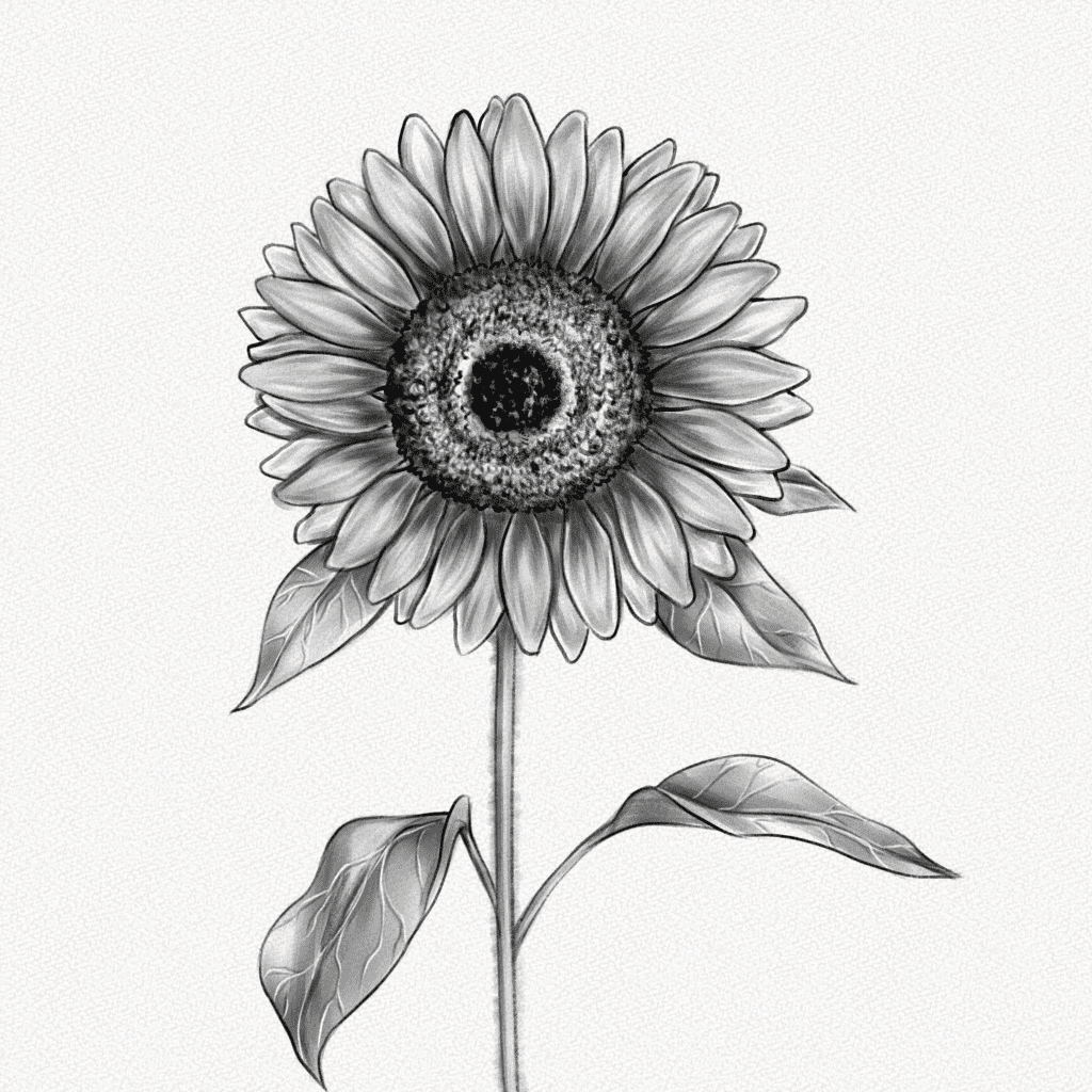 Sunflower Drawing Illustration on White background. 6921973 Vector Art at  Vecteezy