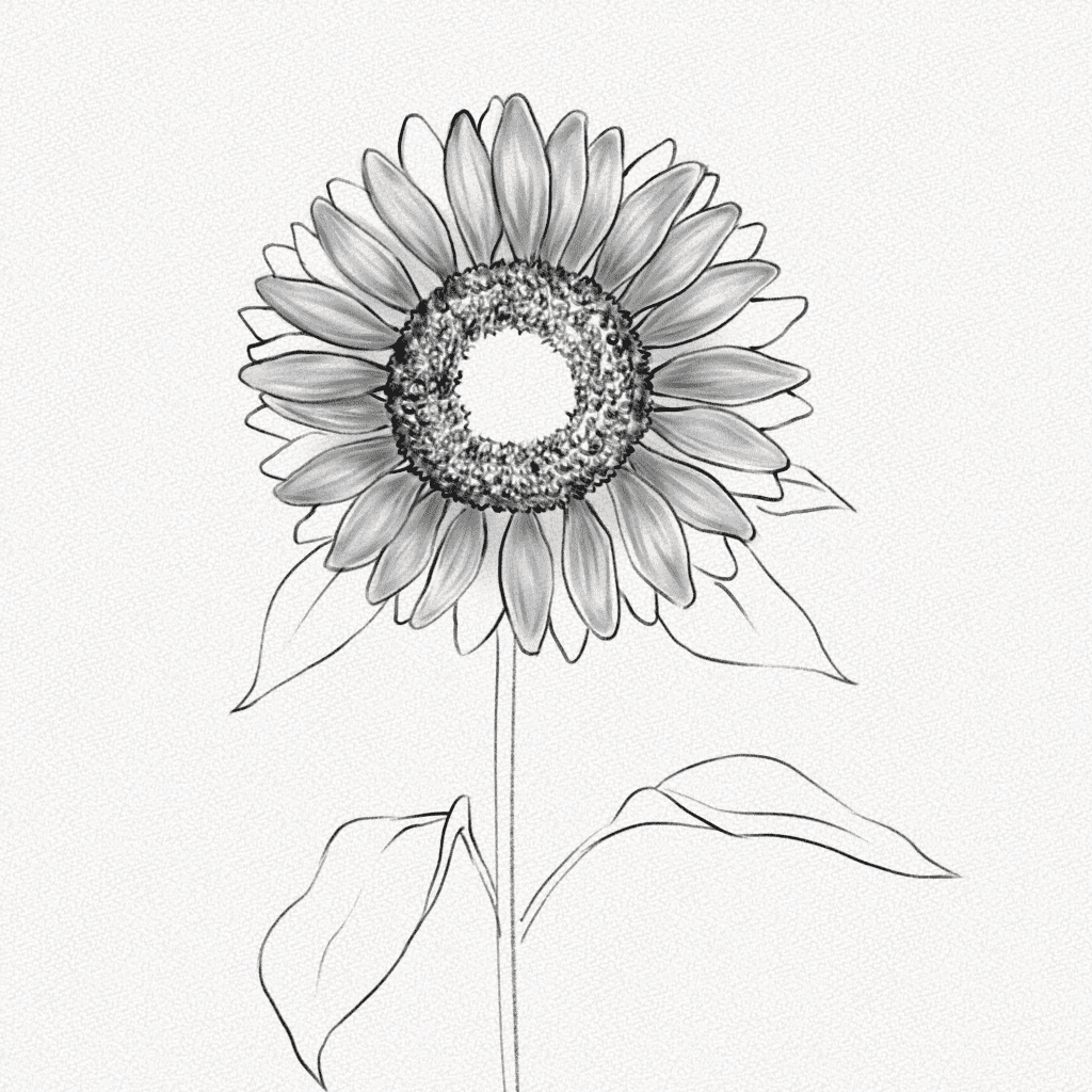 how to draw a sunflower