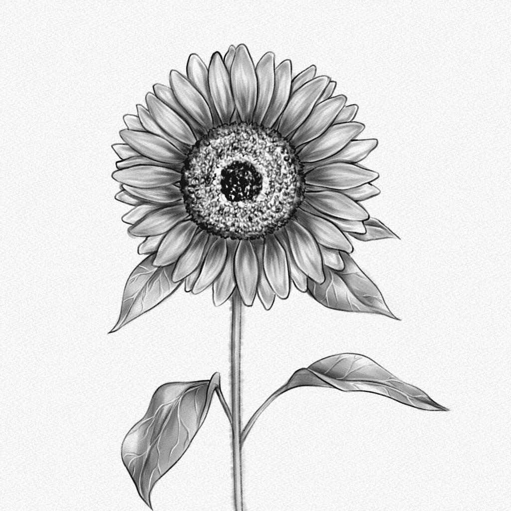 how to draw a sunflower