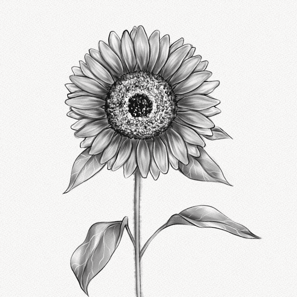 how to draw a sunflower