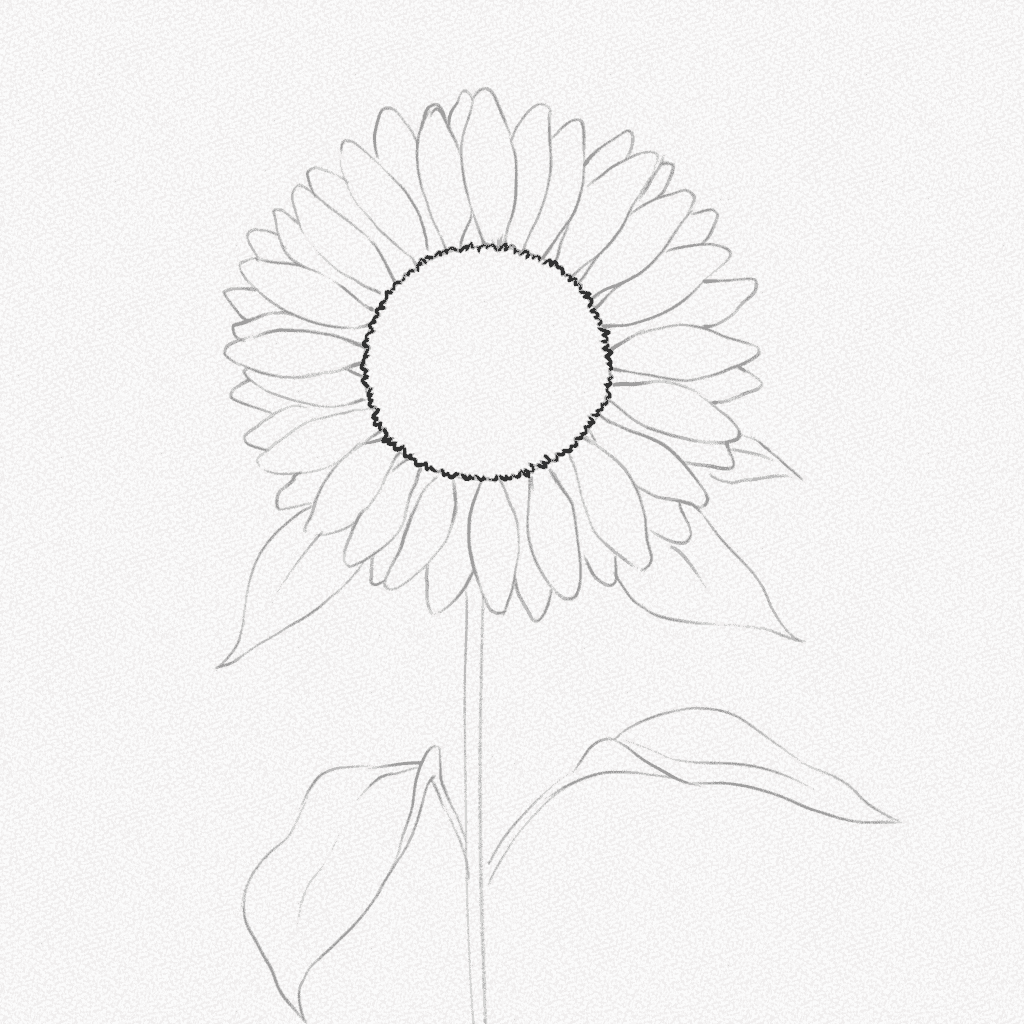 how to draw a sunflower