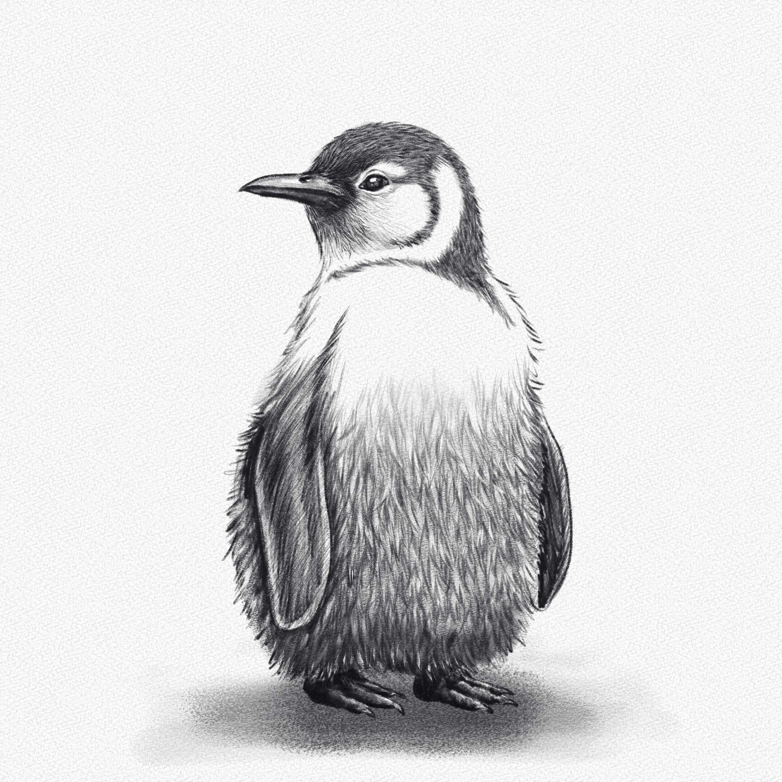 How to Draw a Penguin