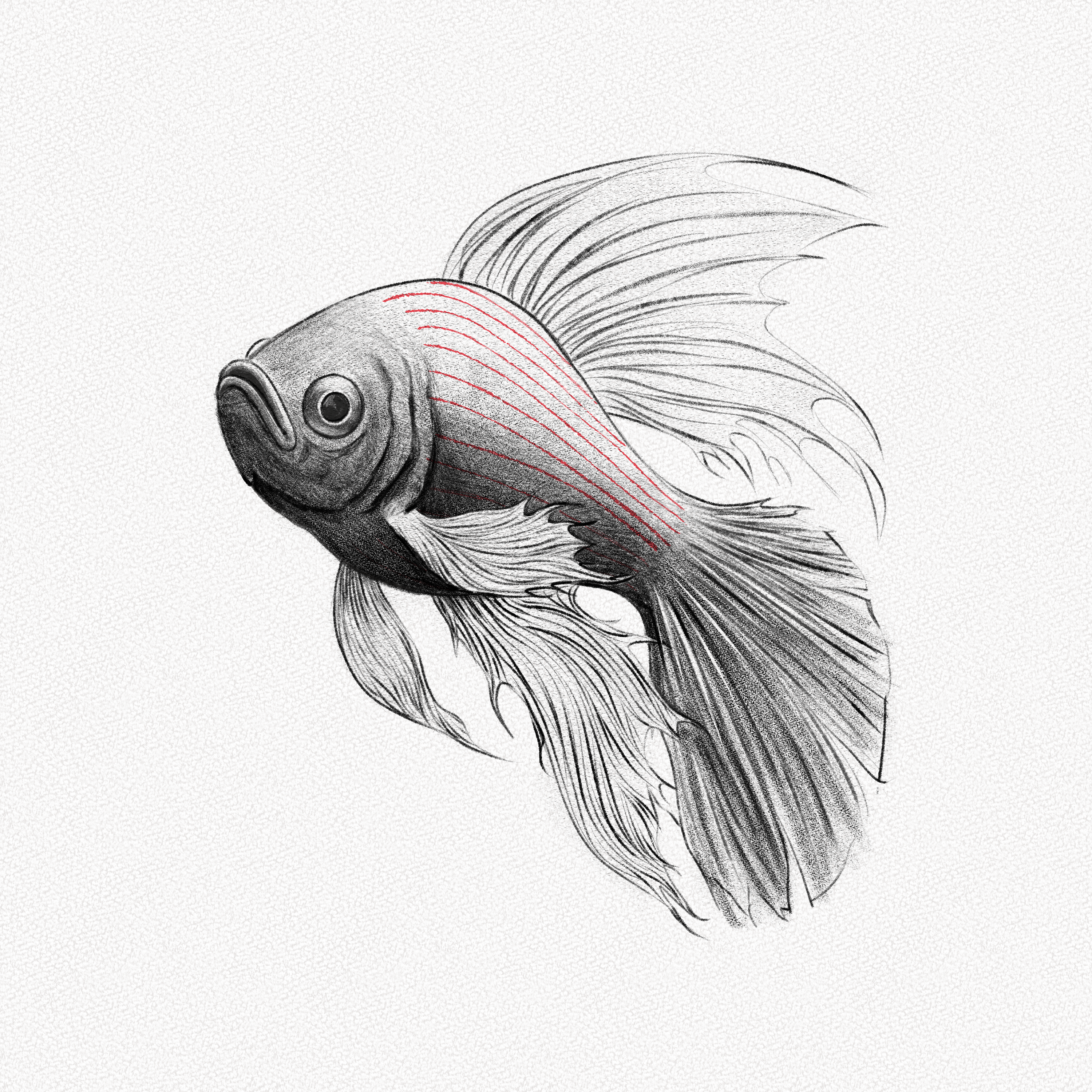 How to Draw a Fish