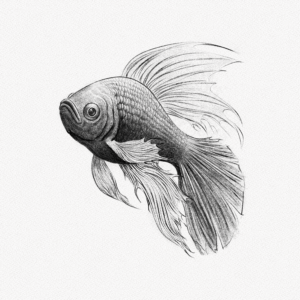How to Draw a Fish