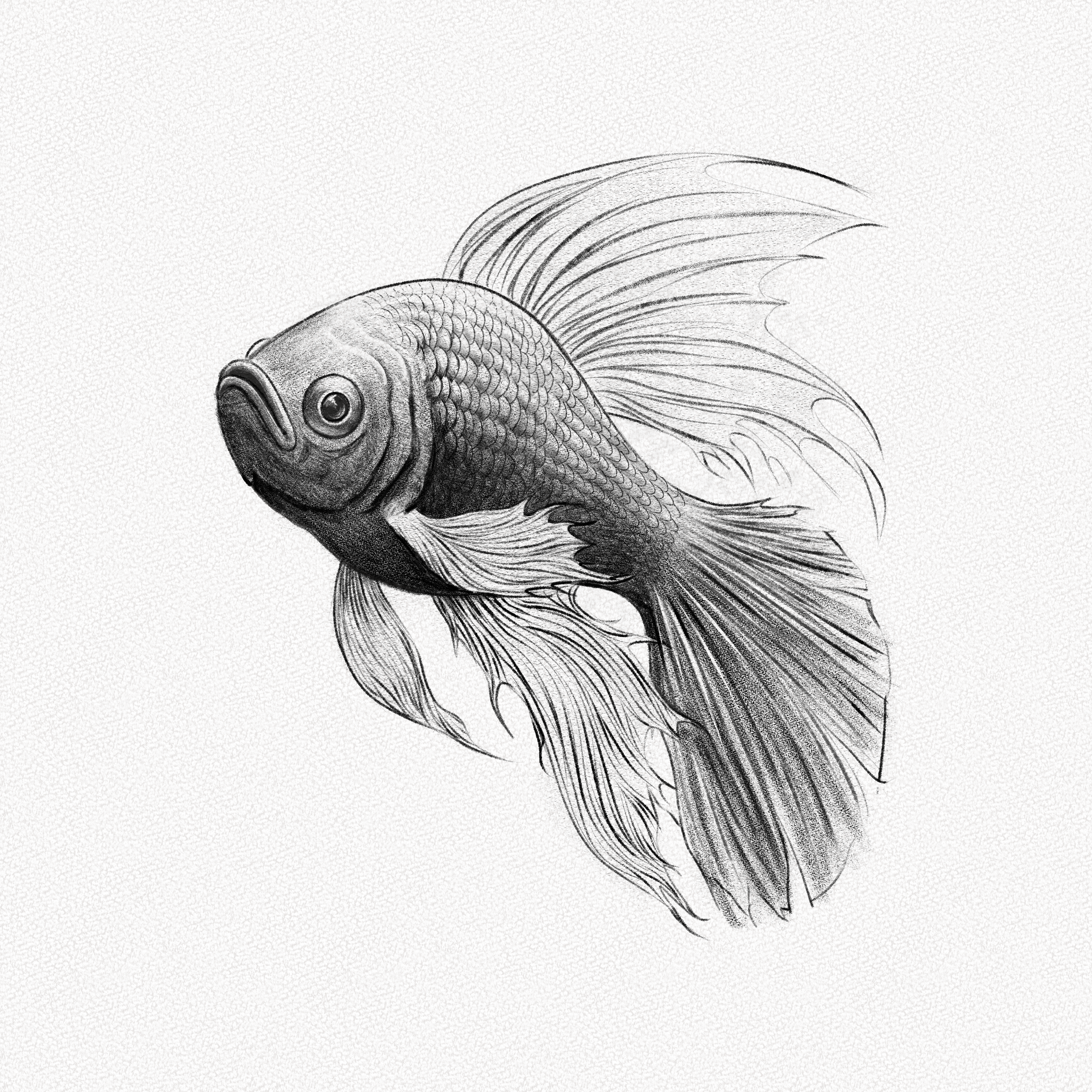 20 Easy Fish Drawing Ideas-saigonsouth.com.vn