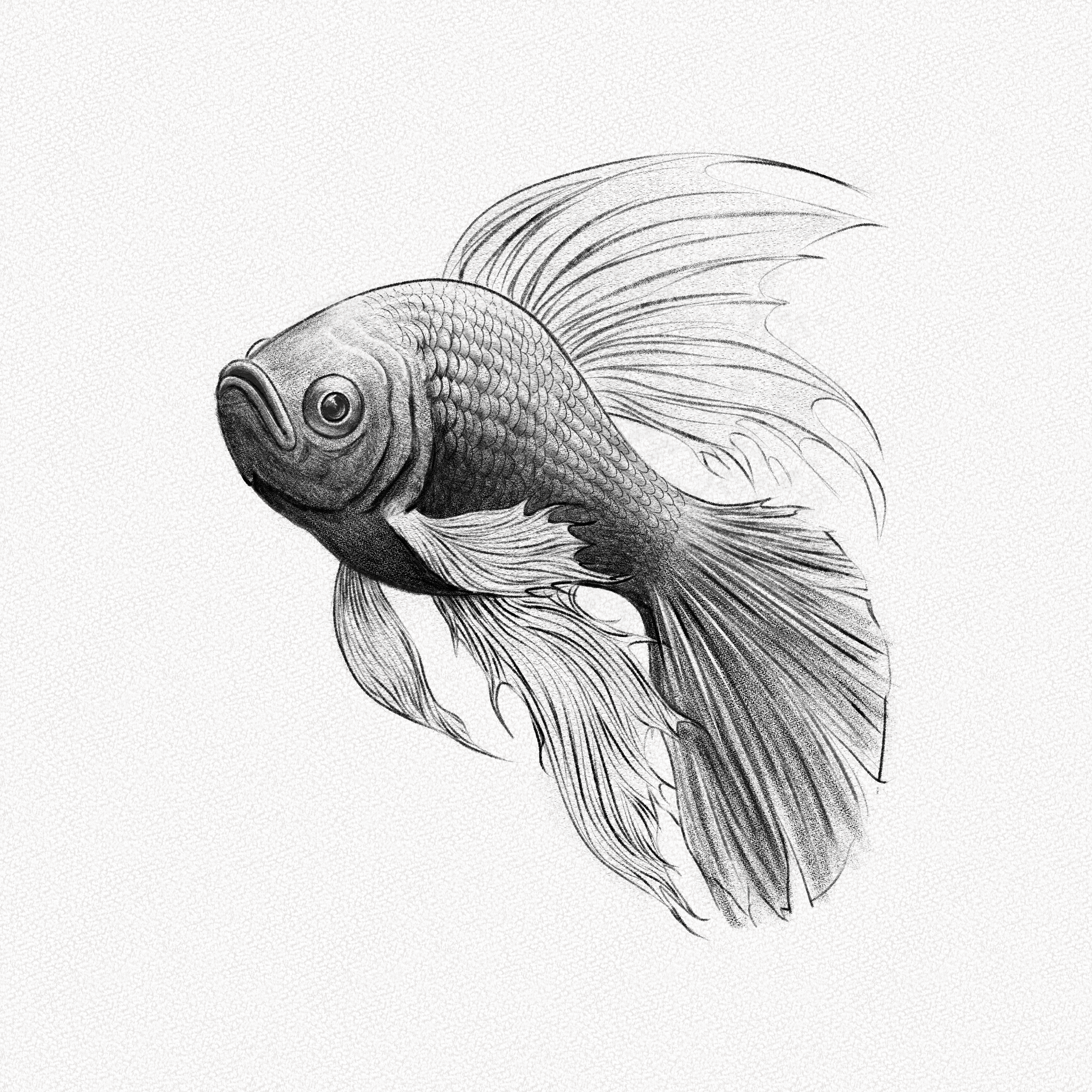 HOW TO DRAW A FISH (step by step)