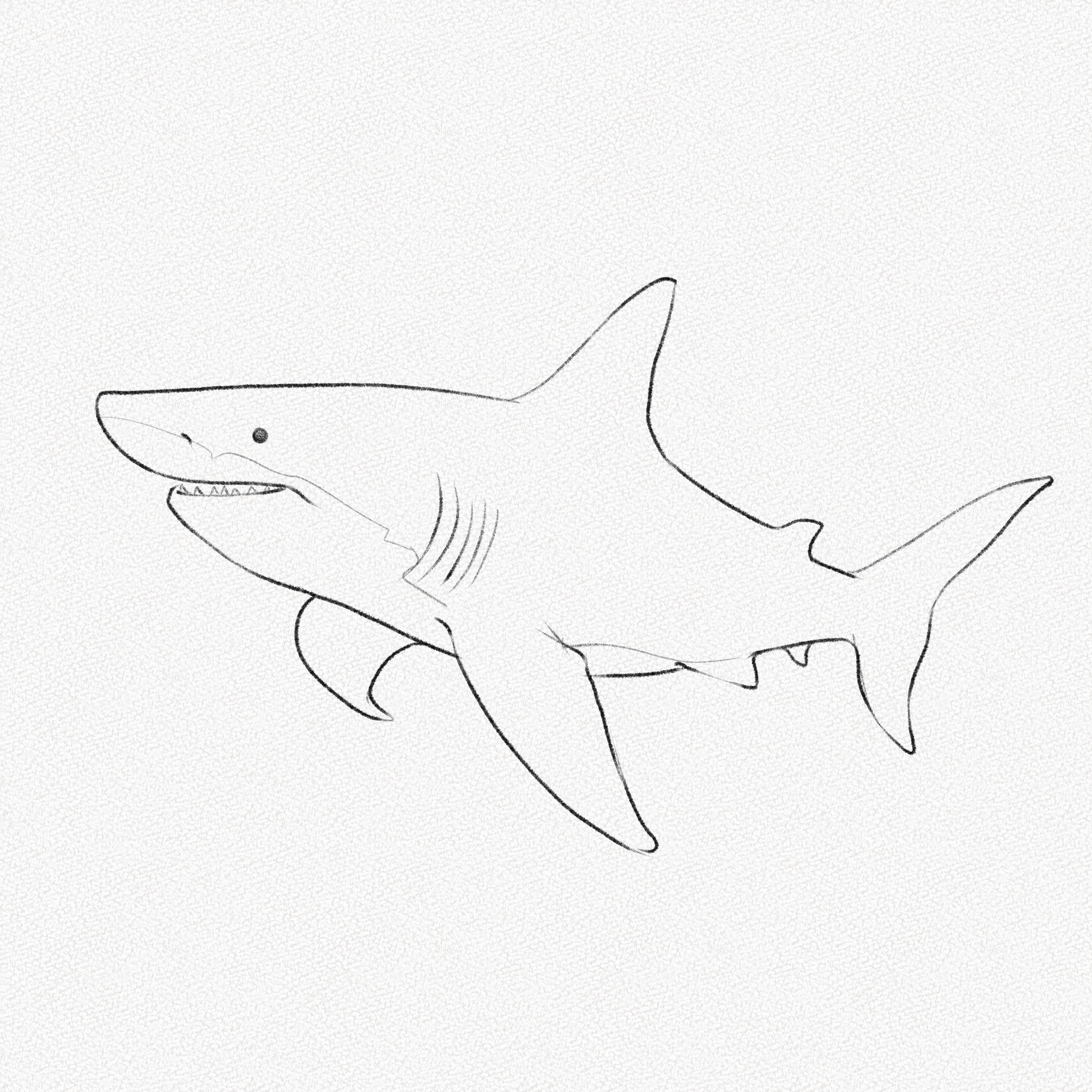 251 Shark Sketch Stock Photos, High-Res Pictures, and Images - Getty Images