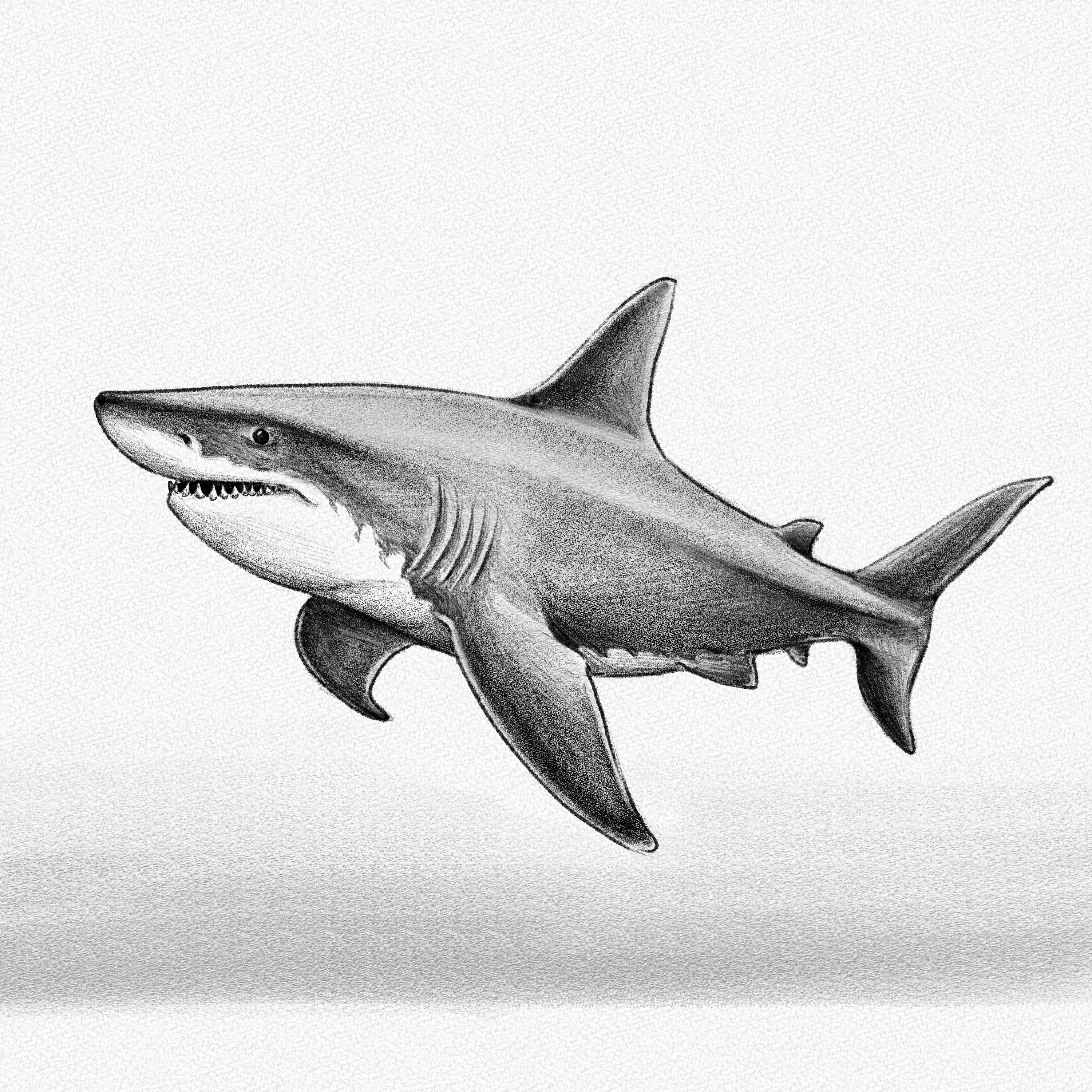 Handmade drawing of a white shark Drawing by Ferenc Kovacs - Fine Art  America