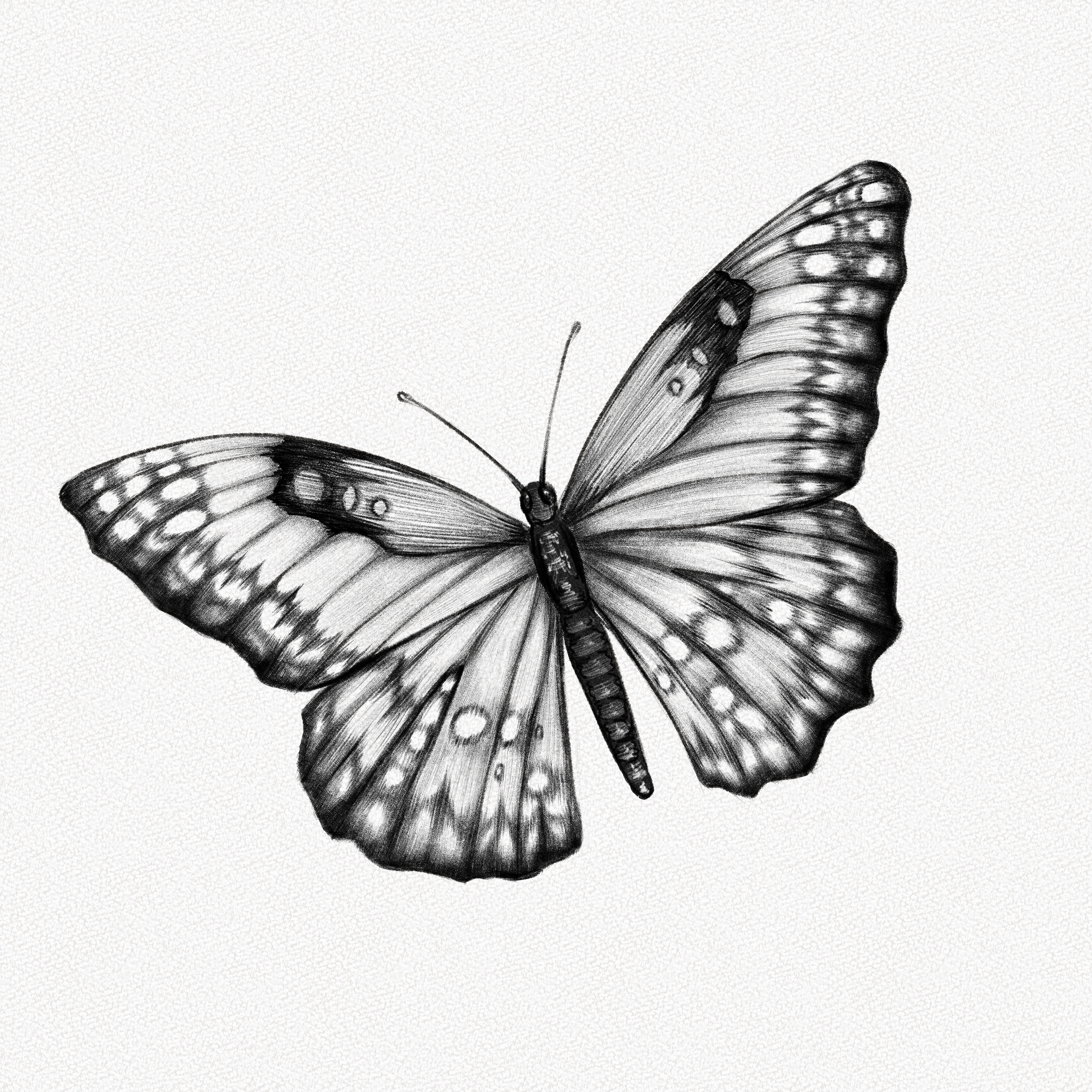 How To Draw A Butterfly For Kids: Step-By-Step Tutorial