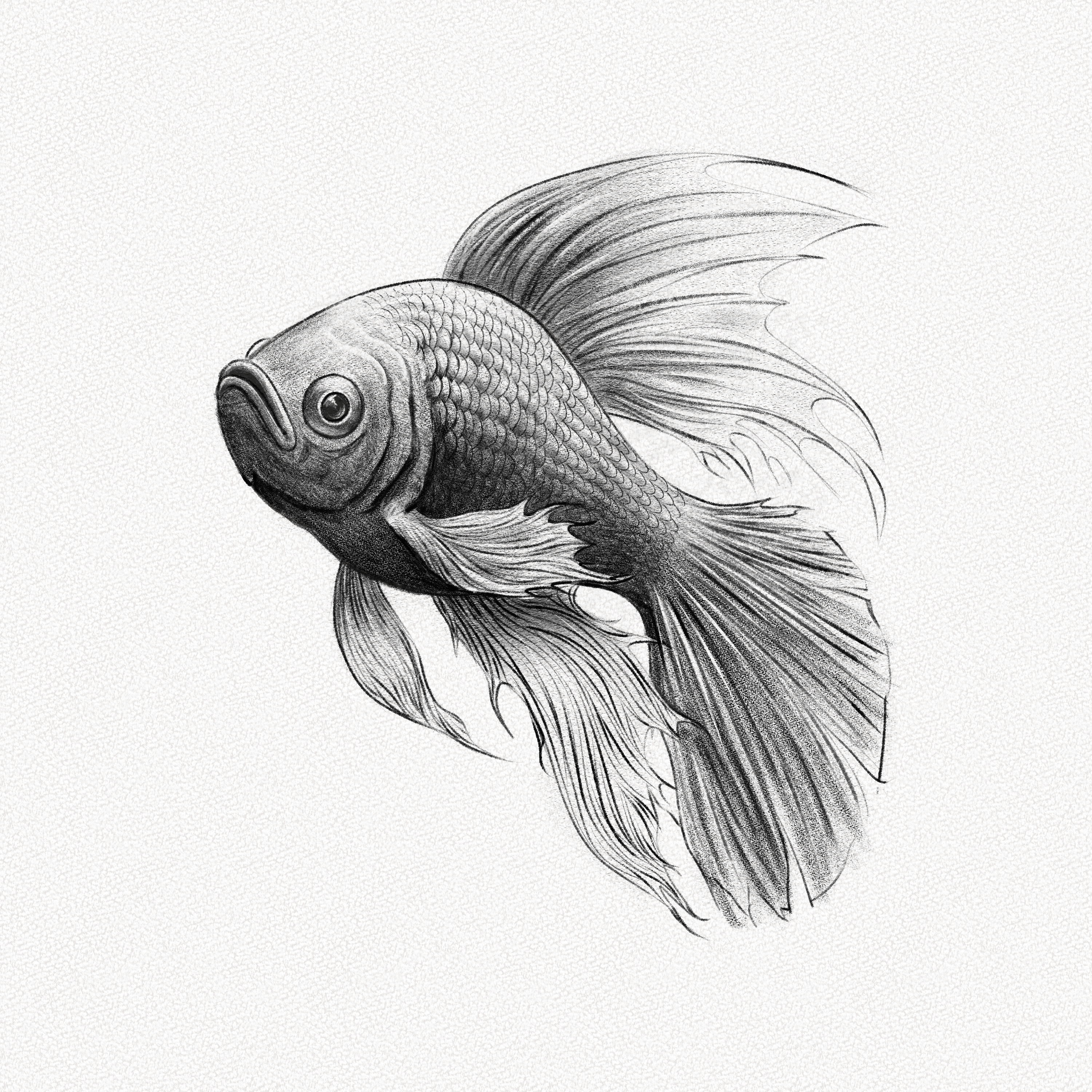 How to Draw a Fish – A Step-by-Step Tutorial – Artlex
