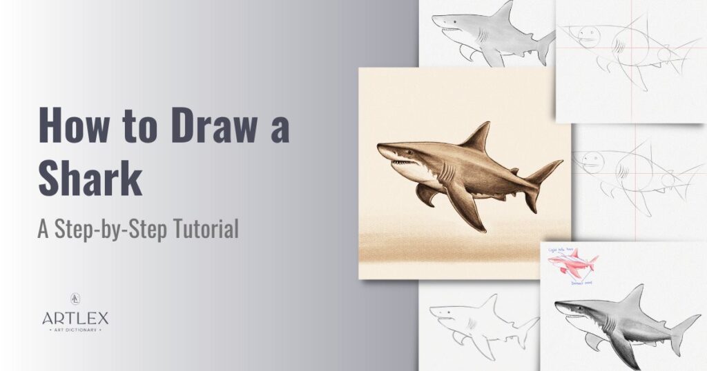 how to draw a shark