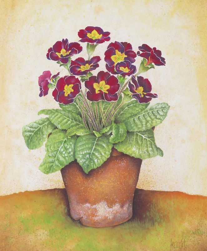 "Still lifes of Primula in flower pots" by José Escofet