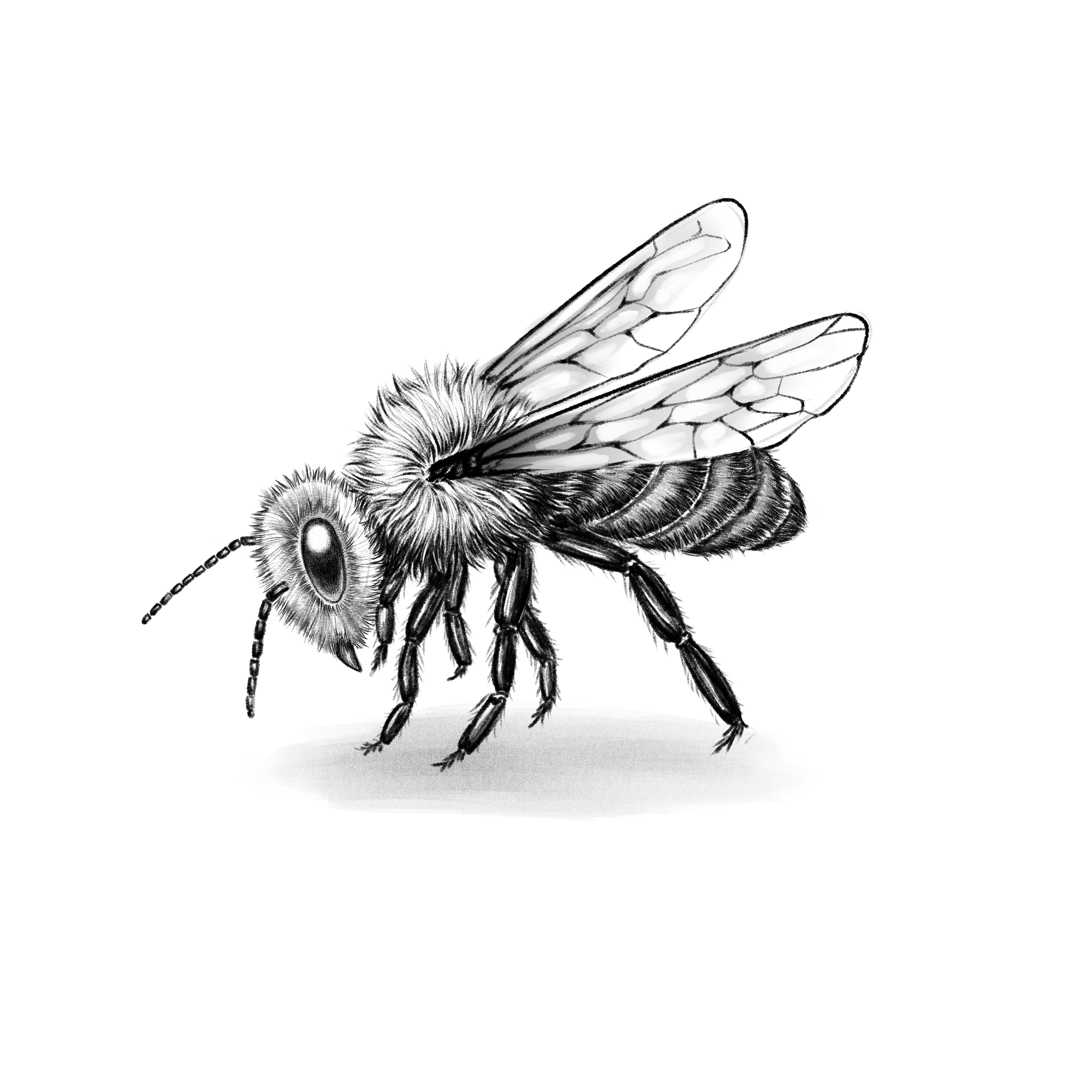 76901 Bee Drawing Images Stock Photos  Vectors  Shutterstock