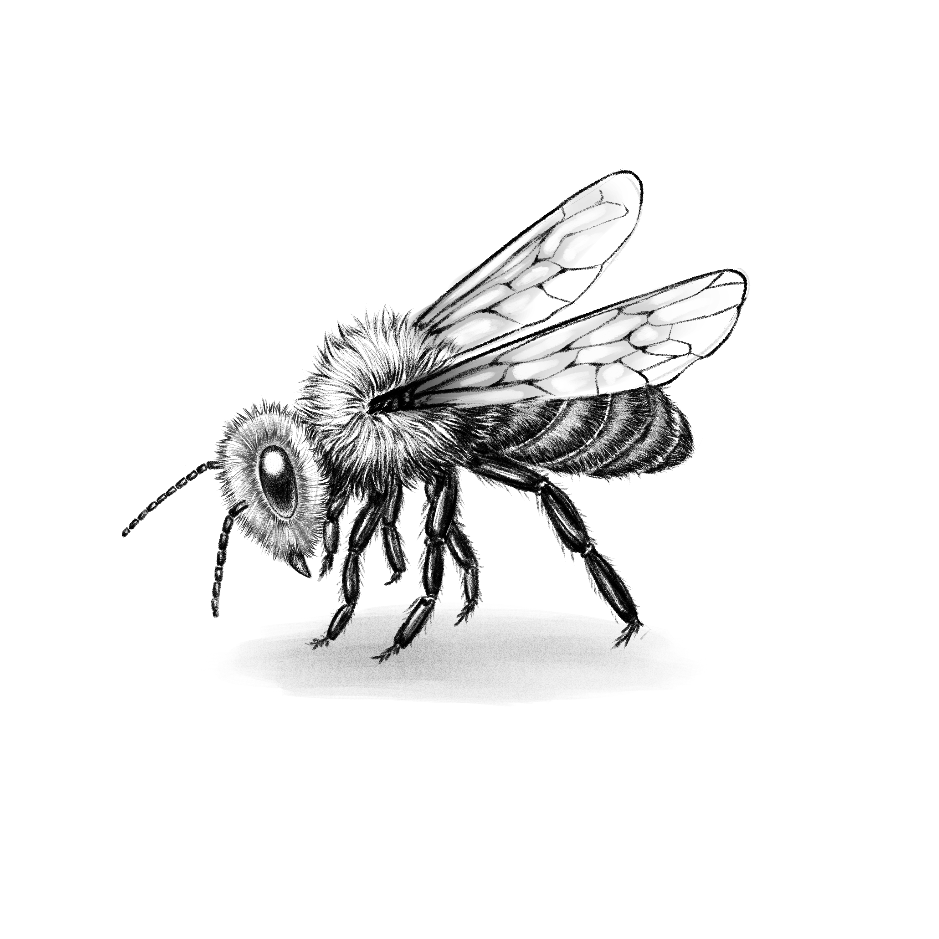 How to Draw a Bee