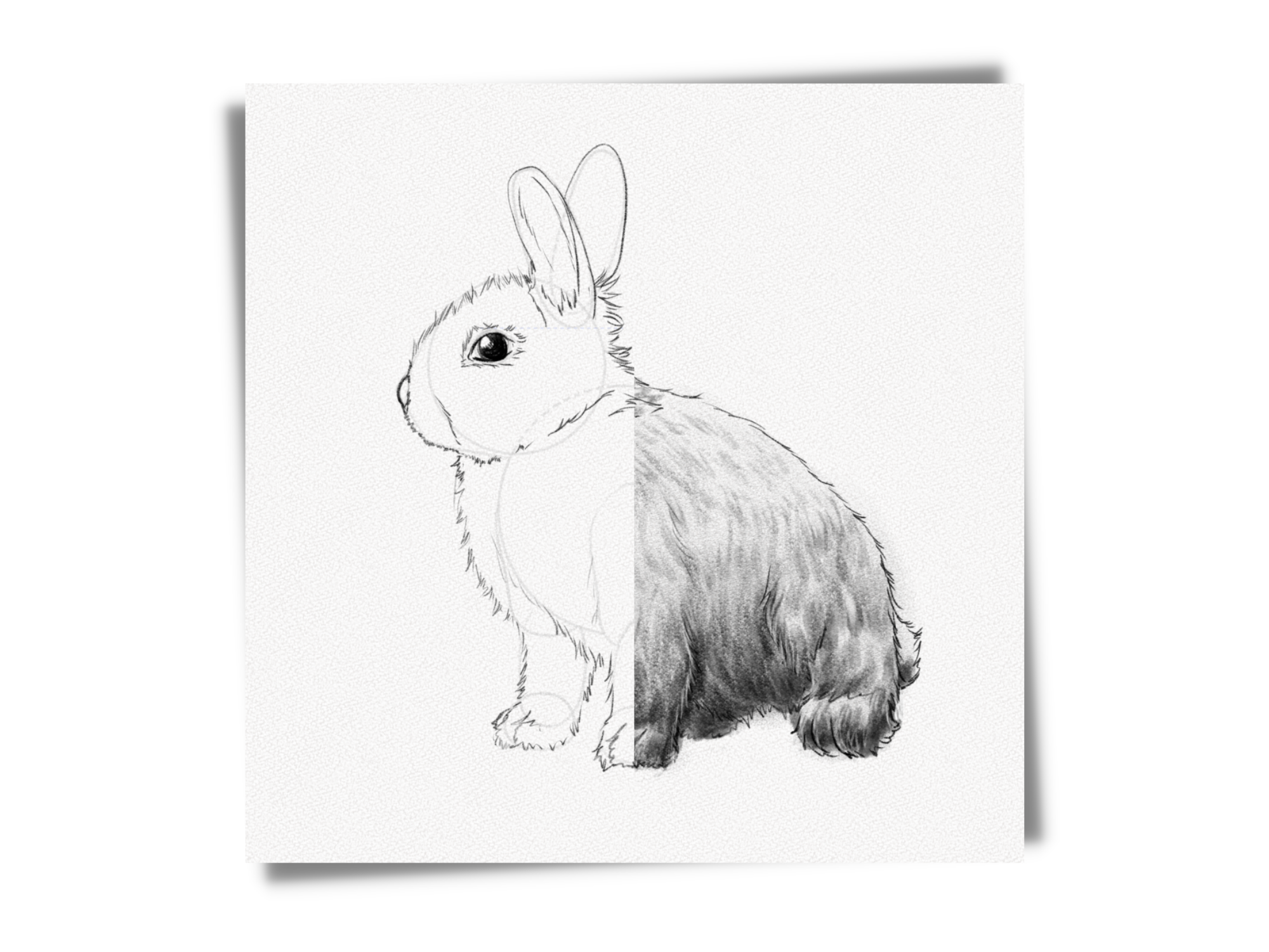 how to draw a bunny