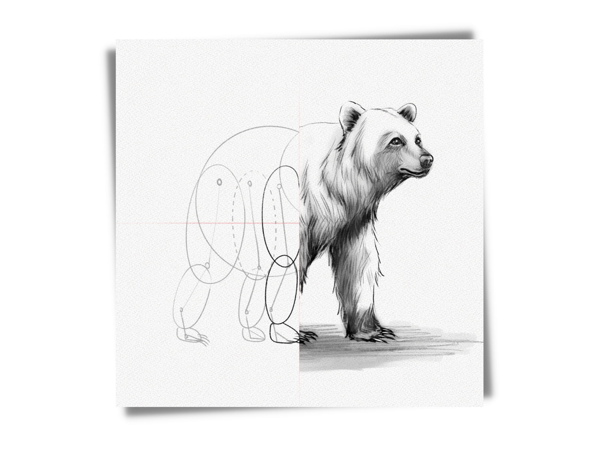 how to draw a bear