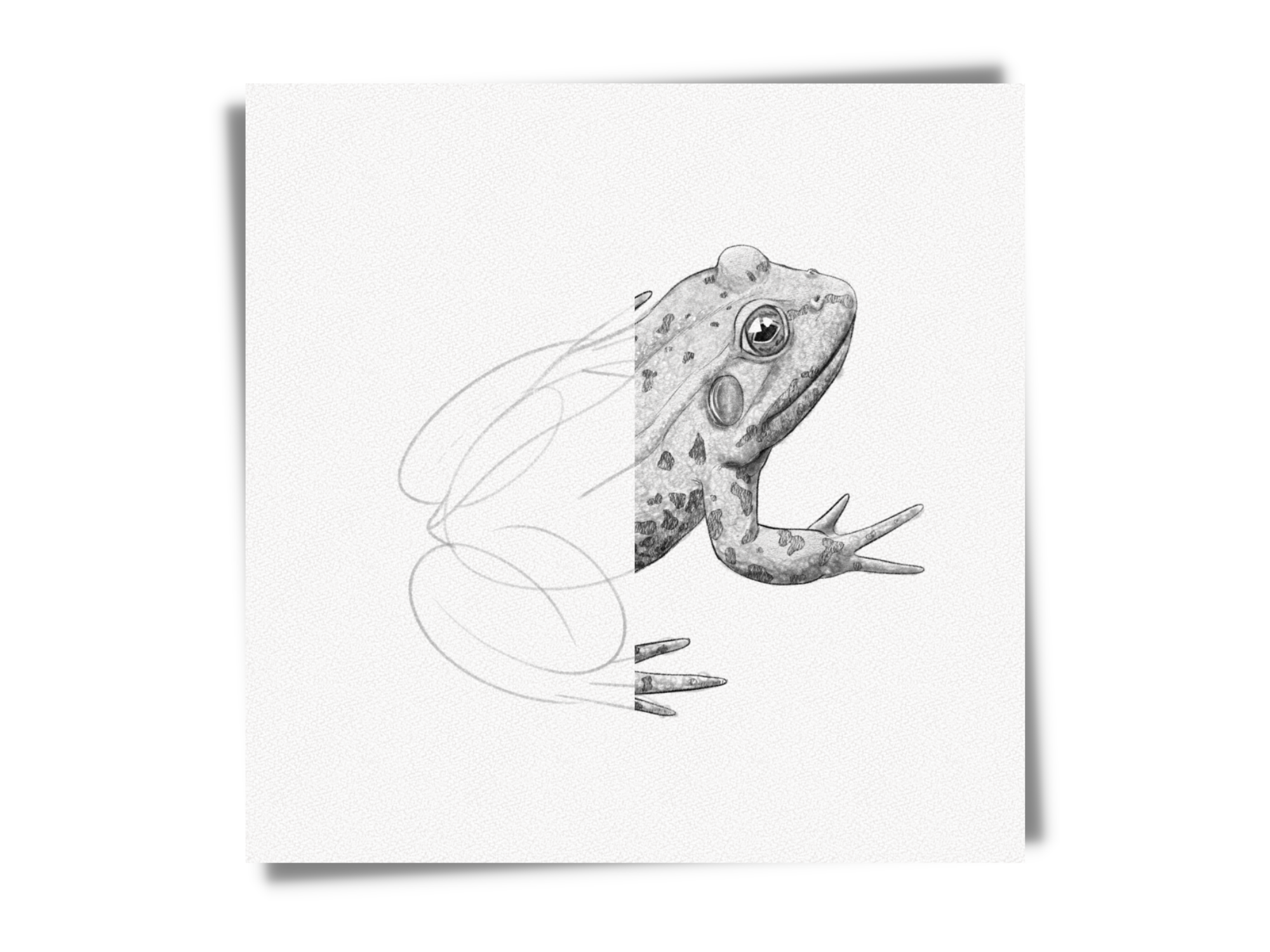 how to draw a frog