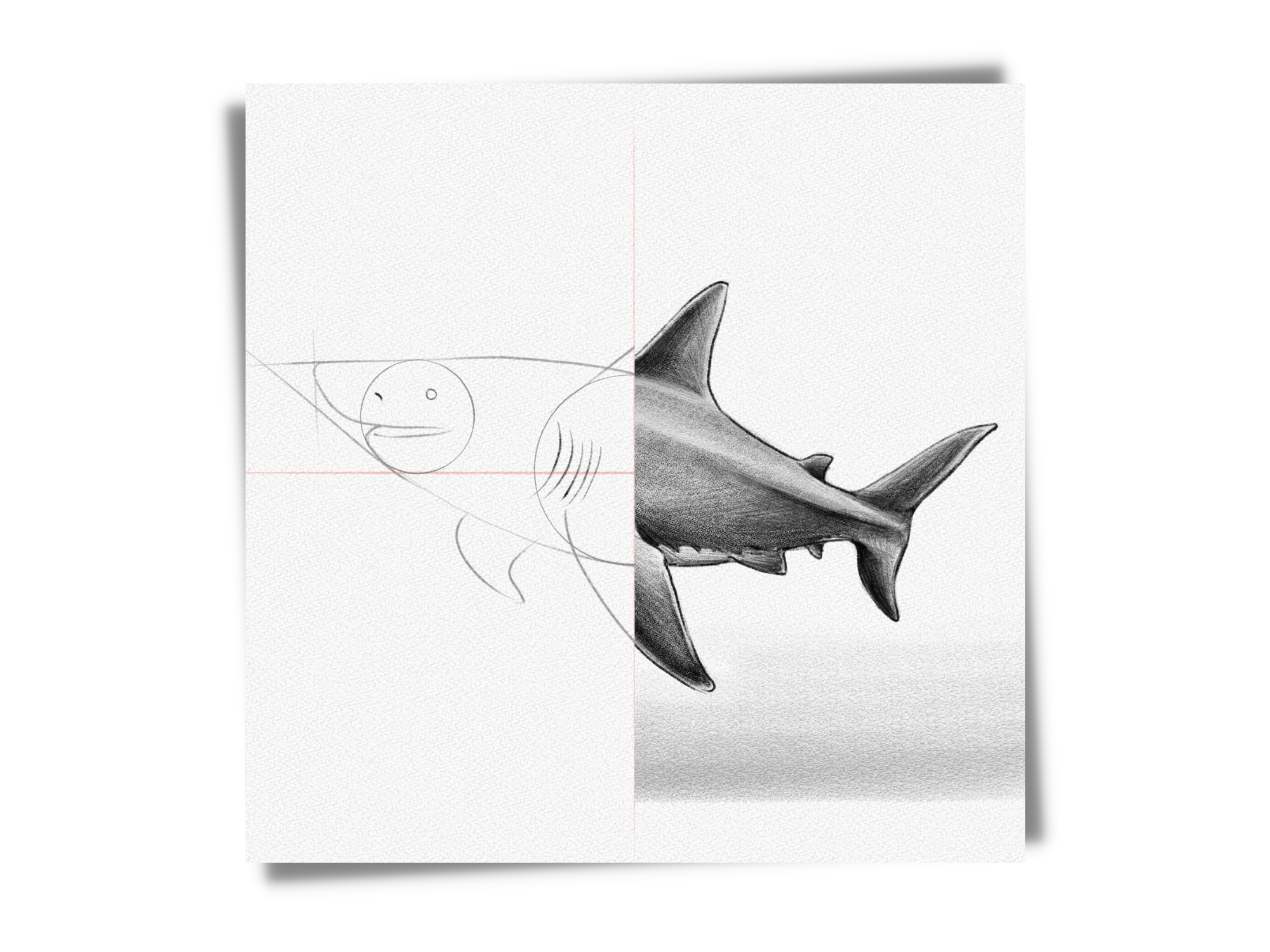 how to draw a shark