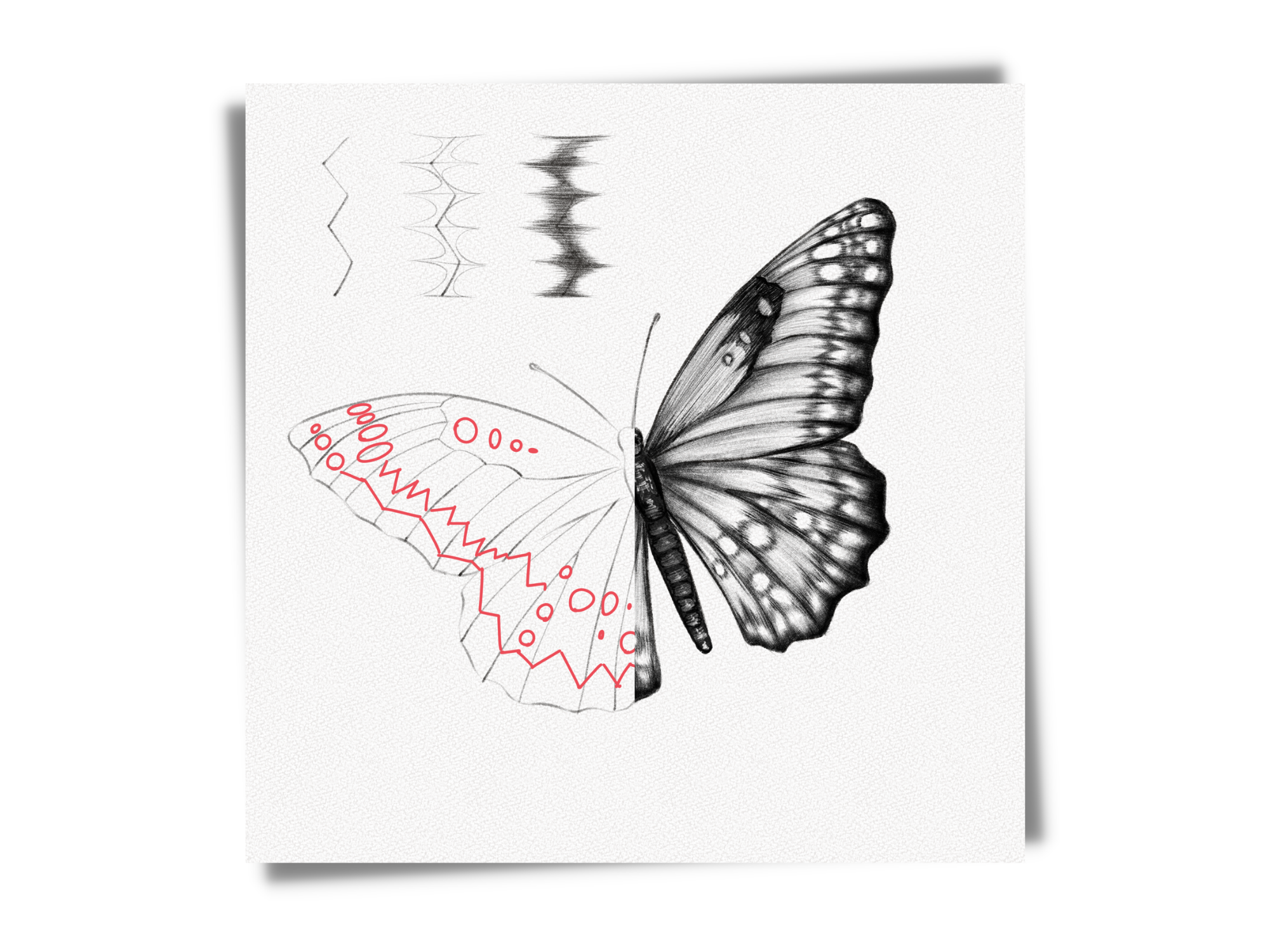 how to draw a butterfly